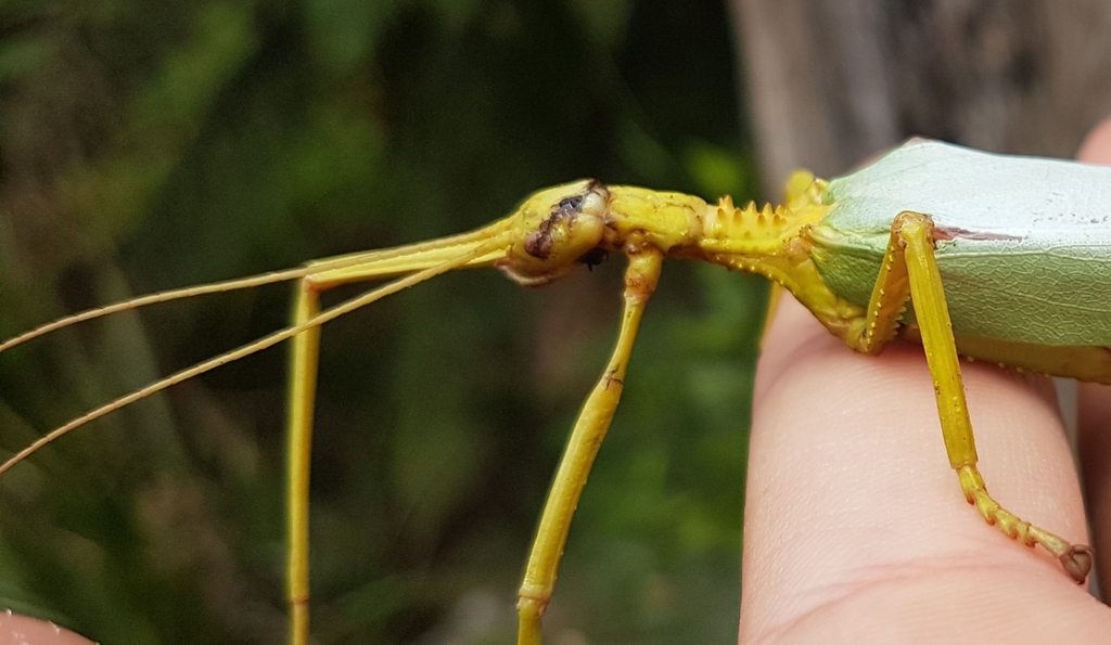 Tropidoderini