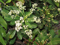 Buchanania arborescens