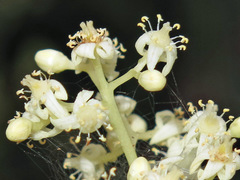 Buchanania arborescens