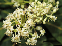 Buchanania arborescens
