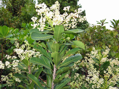 Buchanania arborescens