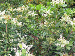 Buchanania arborescens