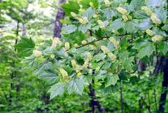 Acer ukurunduense