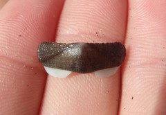 Ischnochiton australis