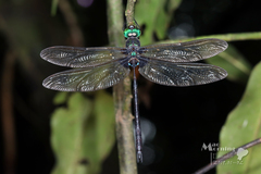 Gynacantha membranalis