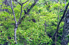 Acer ukurunduense
