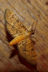 Tatobotys janapalis