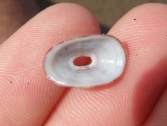 Amblychilepas nigrita