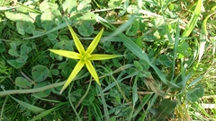 Gagea commutata