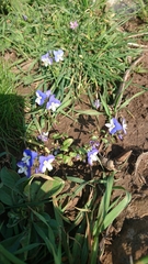 Veronica syriaca
