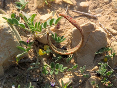 Astragalus annularis