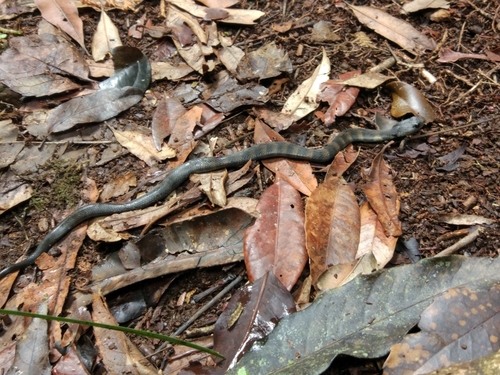 Tiger Snake sighting