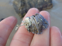 Austrobalanus imperator