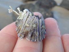 Austrobalanus imperator