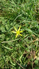 Gagea commutata