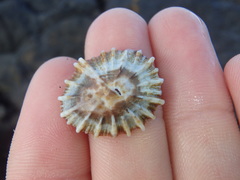 Siphonaria denticulata