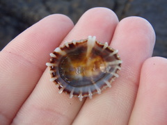 Siphonaria denticulata