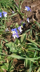 Veronica syriaca