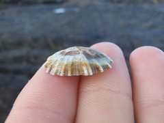 Siphonaria denticulata