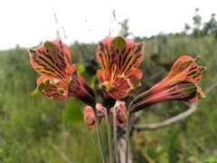 Alstroemeriaceae