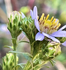 Symphyotrichum chilense