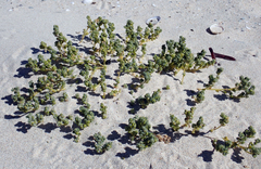 Atriplex billardierei