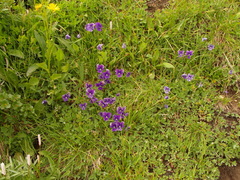 Viola altaica
