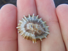 Siphonaria denticulata