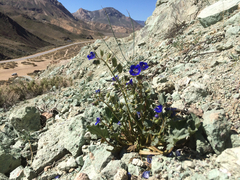 Phacelia nashiana