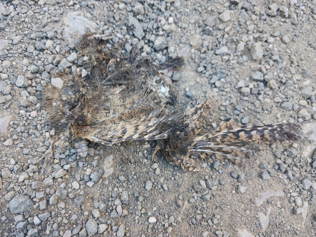 Common Poorwill from Umatilla County, US-OR, US on September 5, 2023 at ...