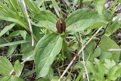 Trillium sessile