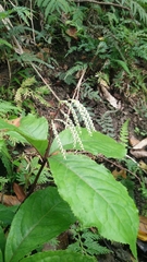 Chloranthus oldhamii