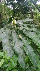 Alpinia uraiensis