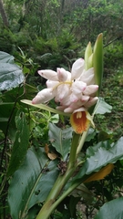 Alpinia uraiensis