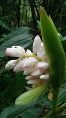 Alpinia uraiensis