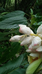 Alpinia uraiensis