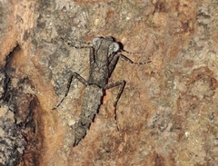 Amorphoscelidae