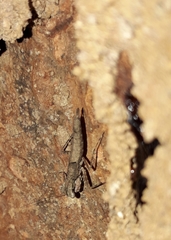 Amorphoscelidae