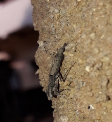 Amorphoscelidae
