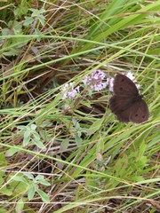 Ziziphora clinopodioides