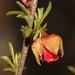 Hermannia angularis - Photo (c) Brian du Preez,  זכויות יוצרים חלקיות (CC BY-SA), הועלה על ידי Brian du Preez