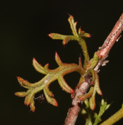 Image of Hermannia confusa by (c) Brian du Preez, some rights reserved (CC BY-SA)