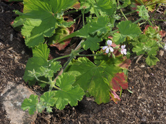 Pelargonium album