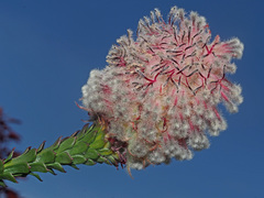 Paranomus longicaulis