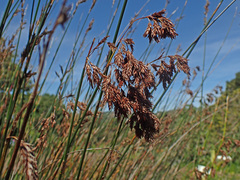 Thamnochortus pluristachyus