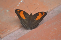 Adelpha mesentina