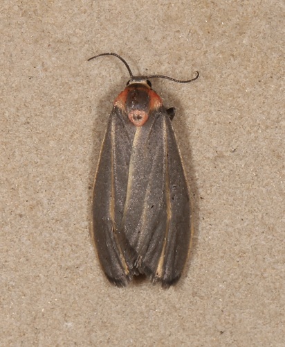 Haematomis uniformis photo 5