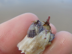 Austrobalanus imperator