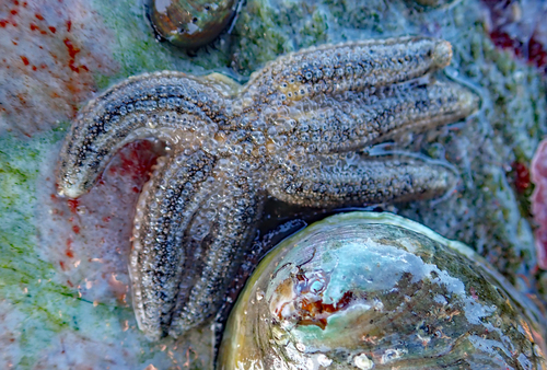 Allostichaster polyplax
