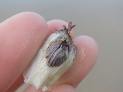 Austrobalanus imperator